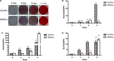 Comparative Secretome Analysis of Mesenchymal Stem Cells From Dental Apical Papilla and Bone Marrow During Early Odonto/Osteogenic Differentiation: Potential Role of Transforming Growth Factor-β2